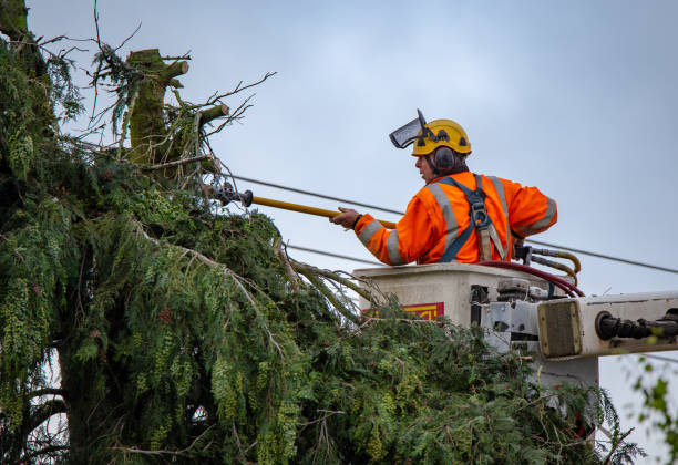 Reliable Clatskanie, OR Tree Care Solutions